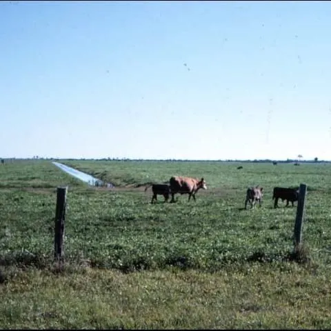 thumbnail for publication: Sweetclover Production and Use in Florida